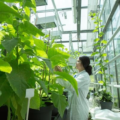 Cover image for research topic "Women in Plant Science -  Redox Biology of Plant Abiotic Stress 2022"