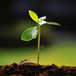 Top 10 most viewed Plant Science research articles: June 2014