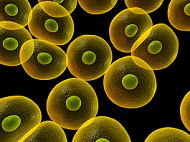 Top 10 most viewed Physiology research articles: August 2014