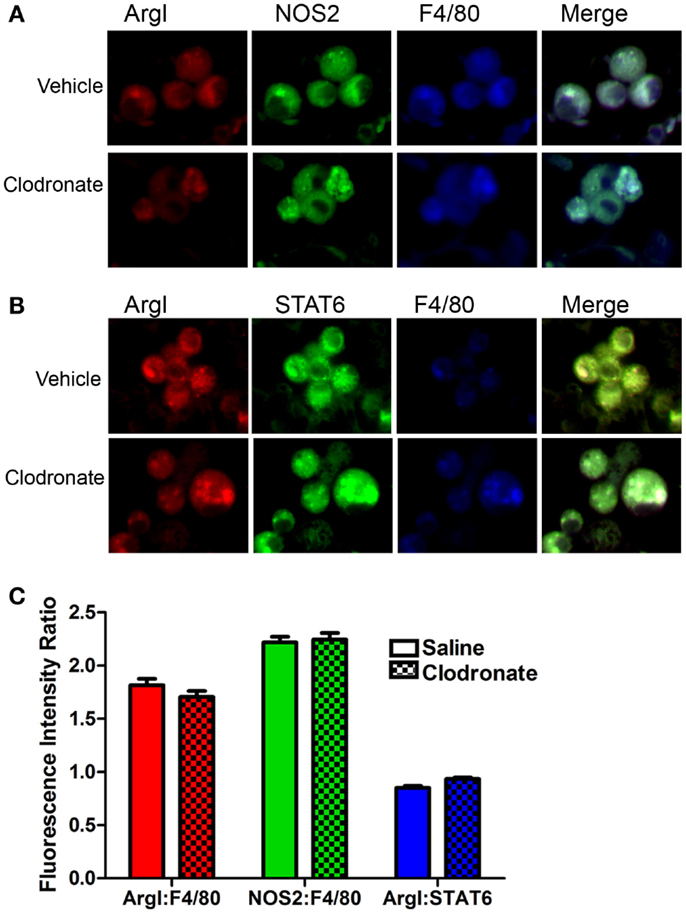 innate immunity