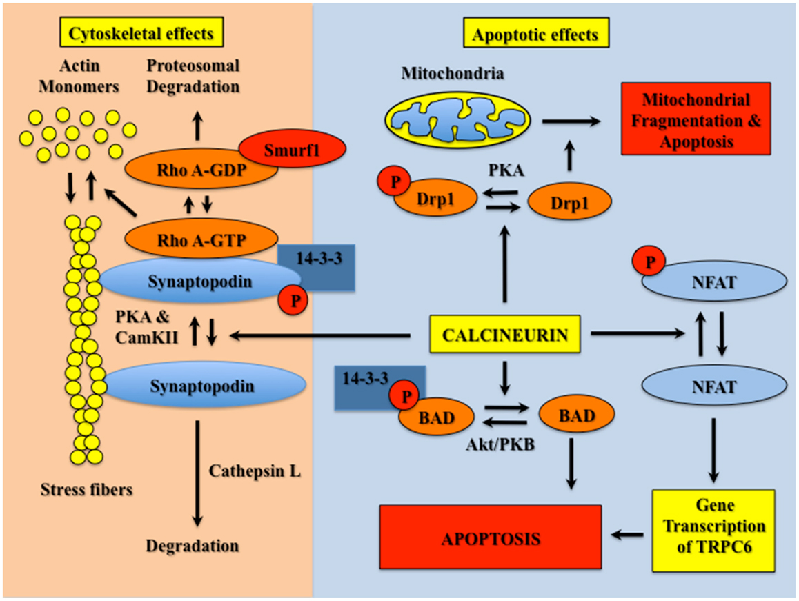 Pathophysiology and treatment of calcineurin inhibitor ...