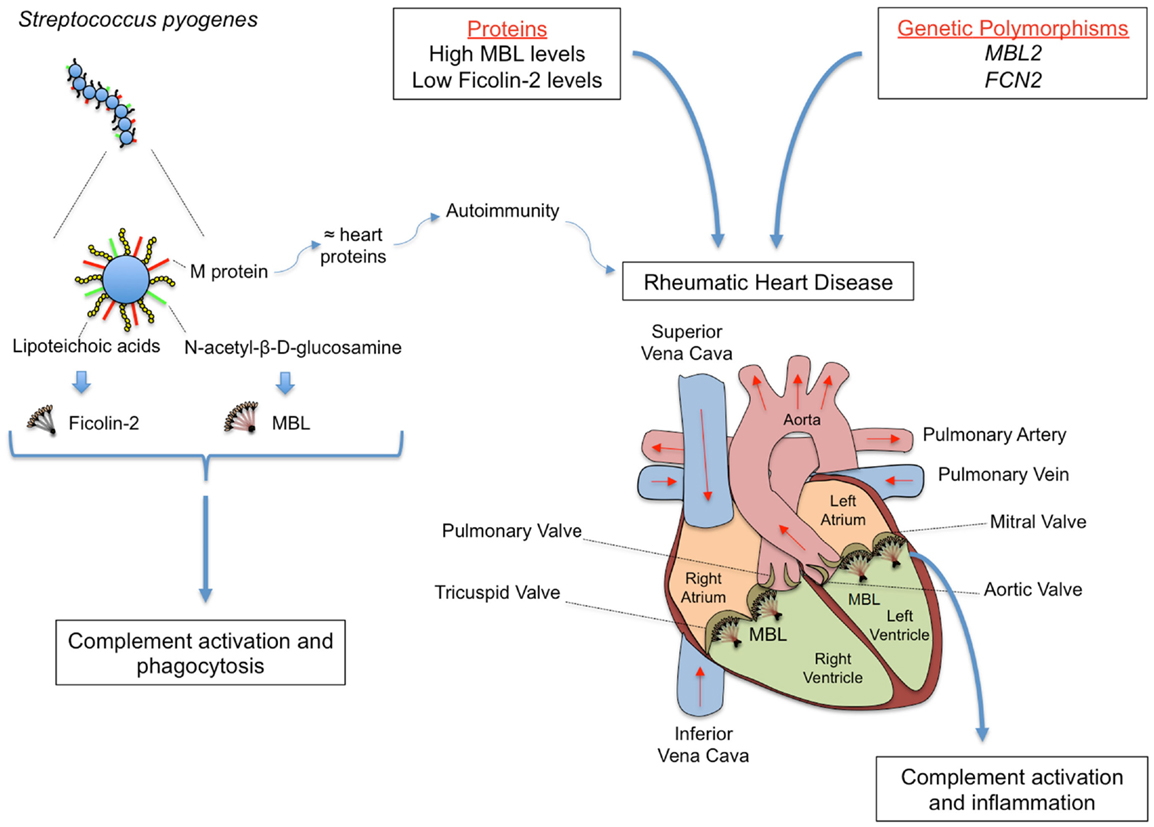 rett syndrome a bibliography and dictionary for physicians