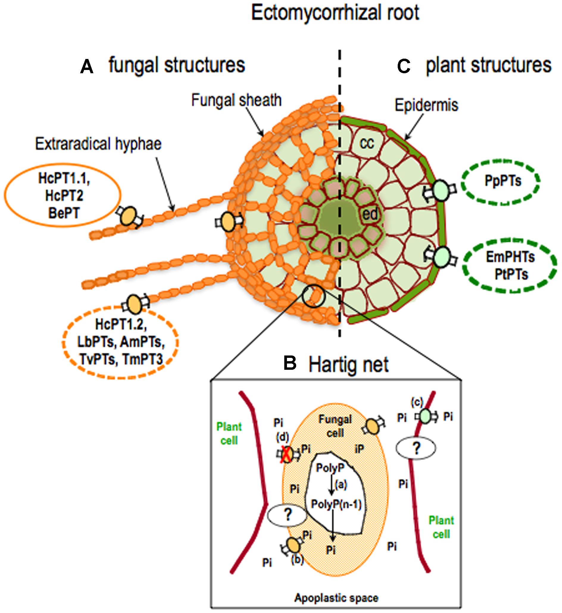 What is ectomycorrhizal fungi?