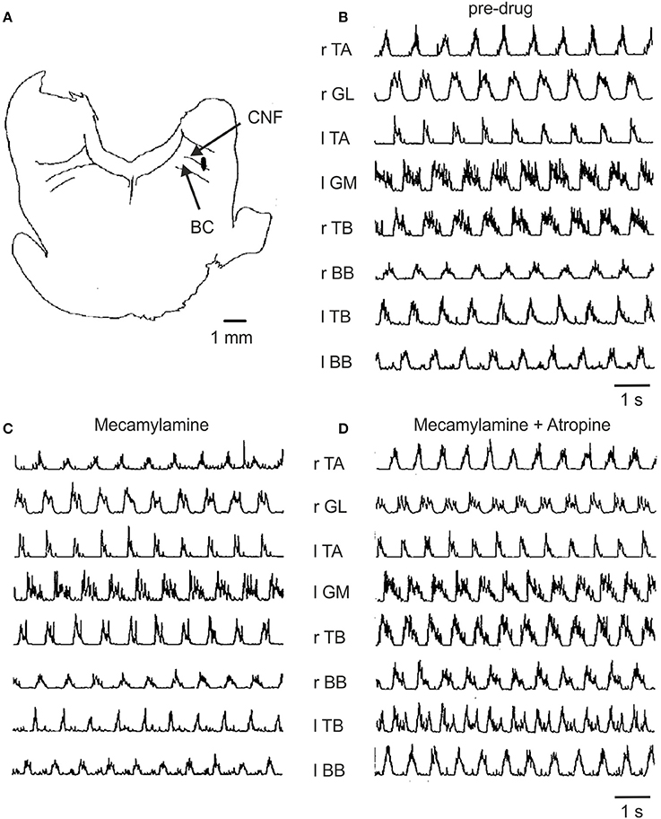 effet du viagra 50mg