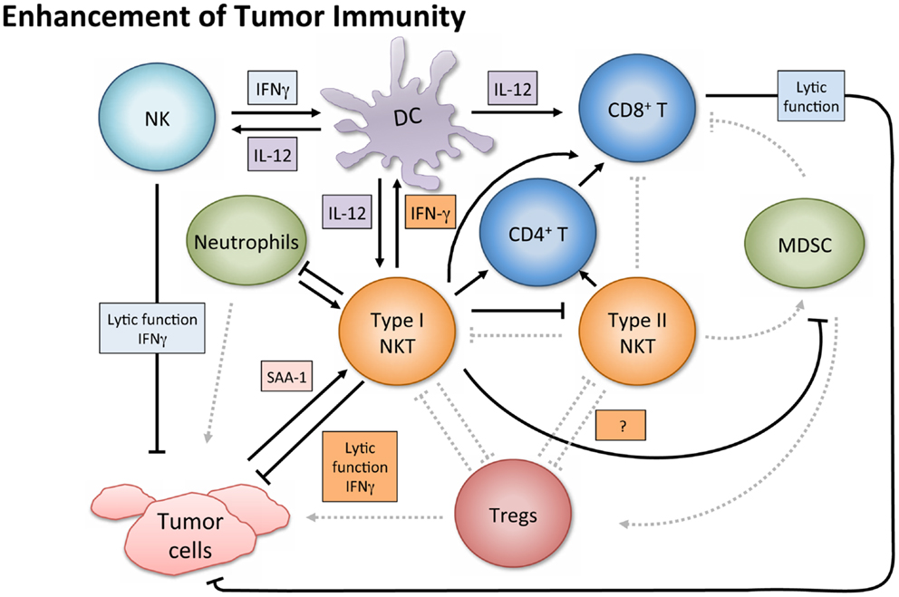 Frontiers Nkt Cell Networks In The Regulation Of Tumor Immunity