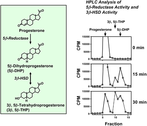 progesterone reductase 3 bêta hydroxy delta 5 stéroïde steroid equivalency chart