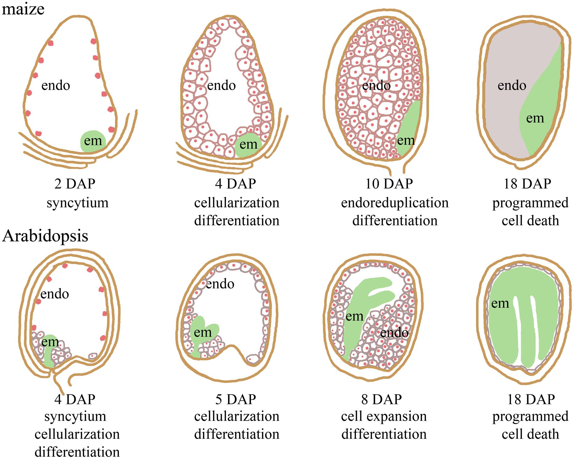 What is endosperm?