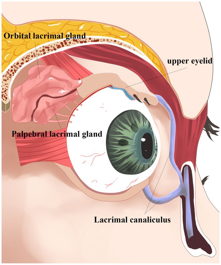 Lacrimal Gland Orbital Palpebral