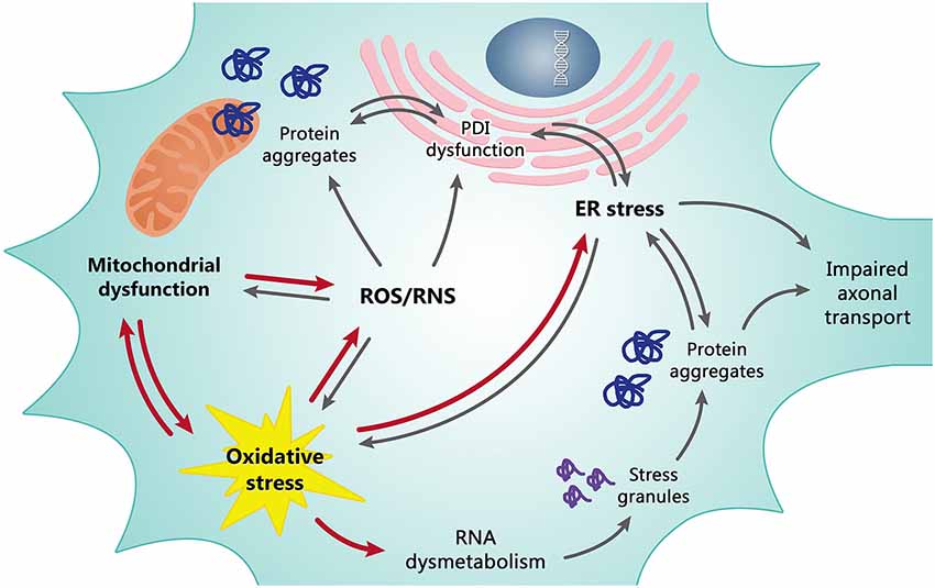 Image result for oxidative stress and ALS