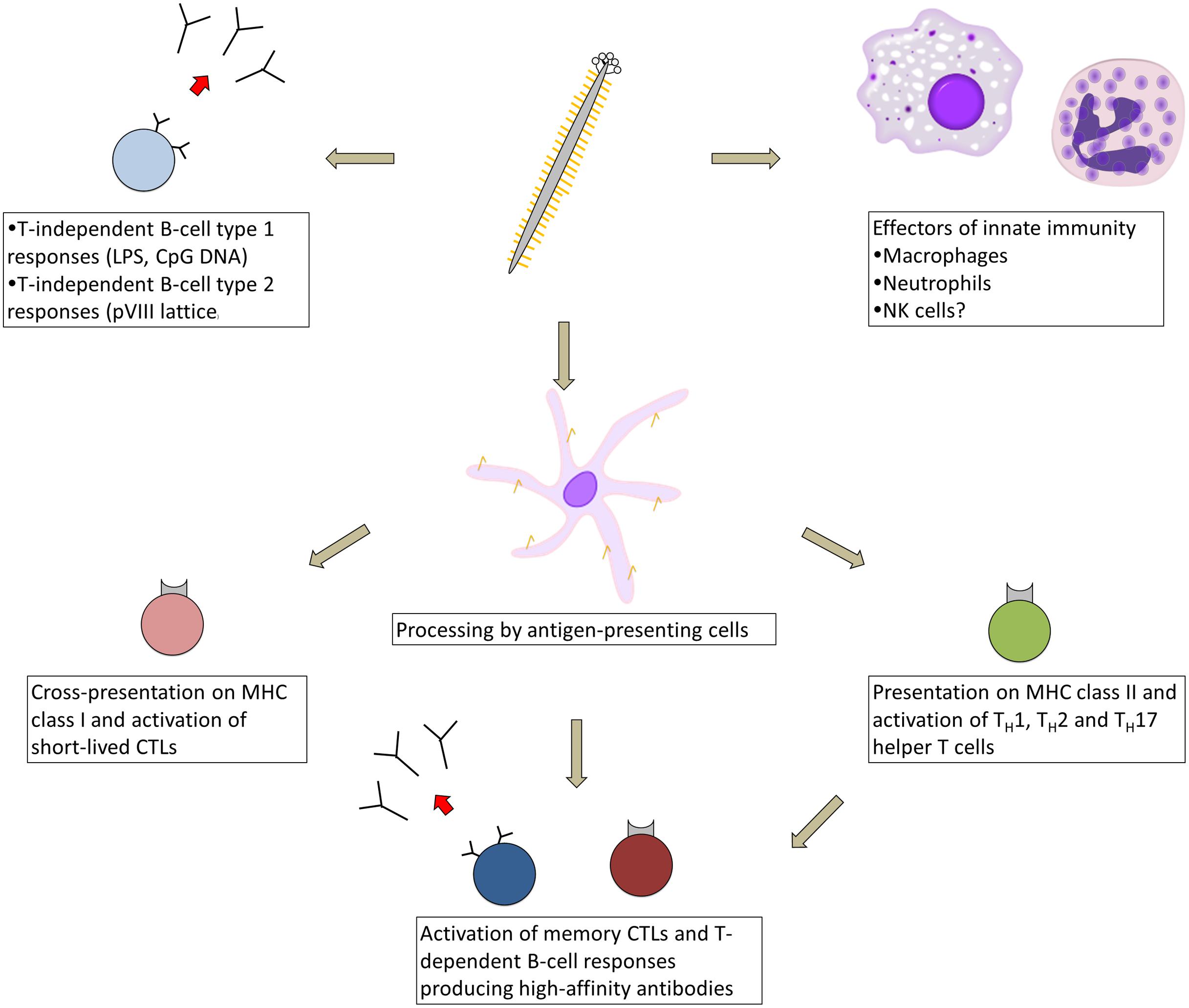 protein scaffold for bacterial vaccine