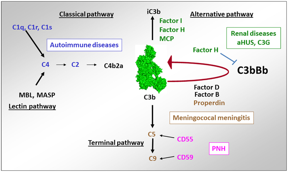 complement deficiency