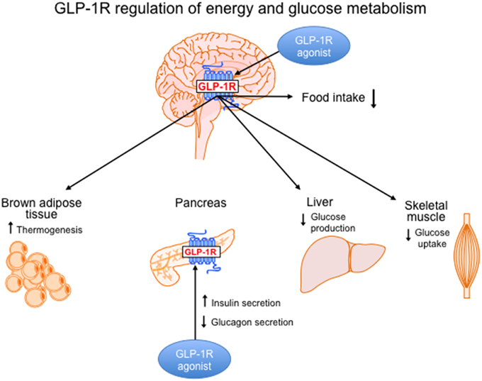 Glp Weight Loss