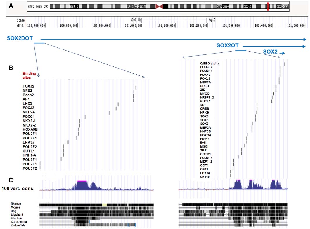 mapped the human genome mapped the human genome