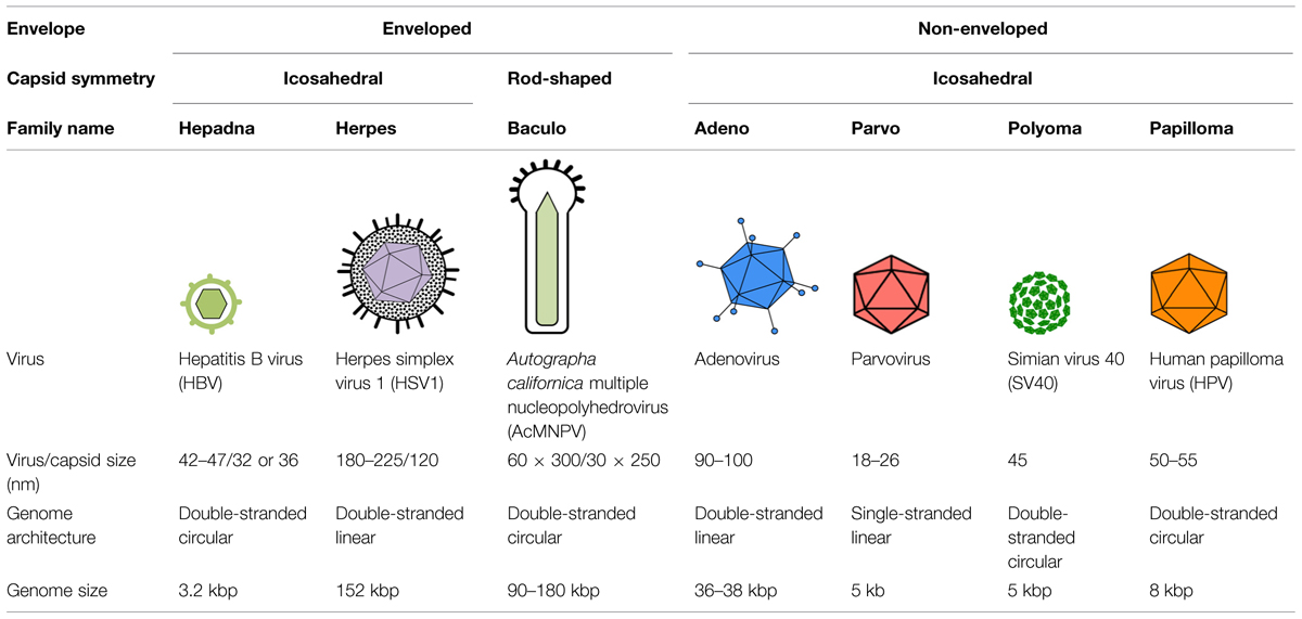 Human Papillomavirus Pictures, Images & Photos | Photobucket