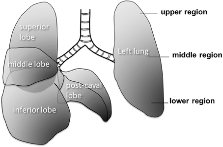 Frontiers | Scale dependence of structure-function relationship in the