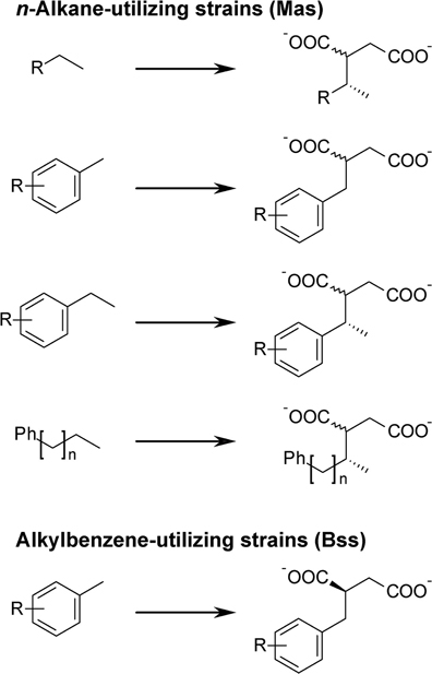 Enzymatic Activation Of Alkanes Constraints And Prospects Definition