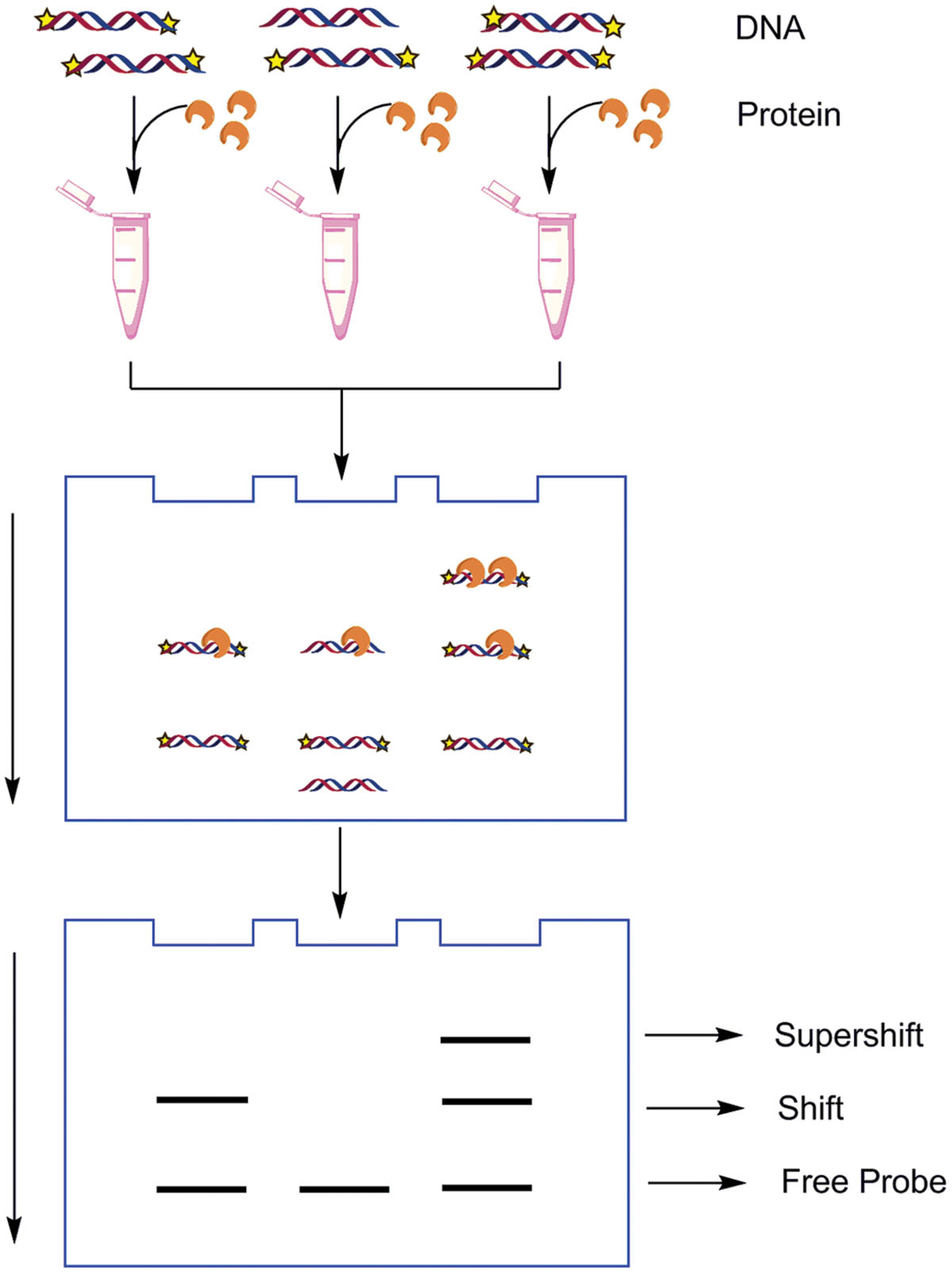 Electrophoretic mobility shift assay emsa) by using 