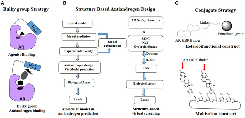 Antiandrogen - Susan's Place Transgender Resources