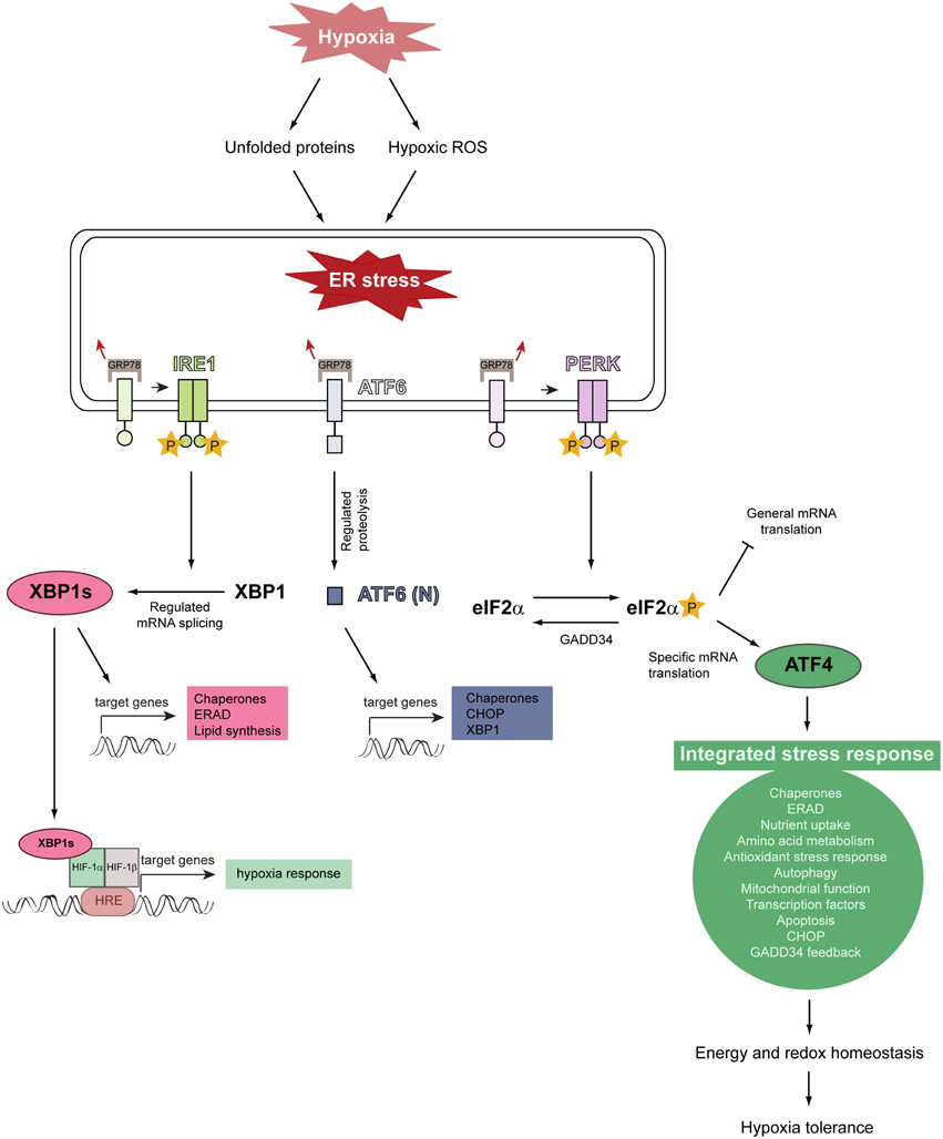 Hypoxia Signaling Novus Biologicals