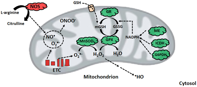 Dysfunctional mitochondrial bioenergetics and the pathogenesis of hepatic disorders