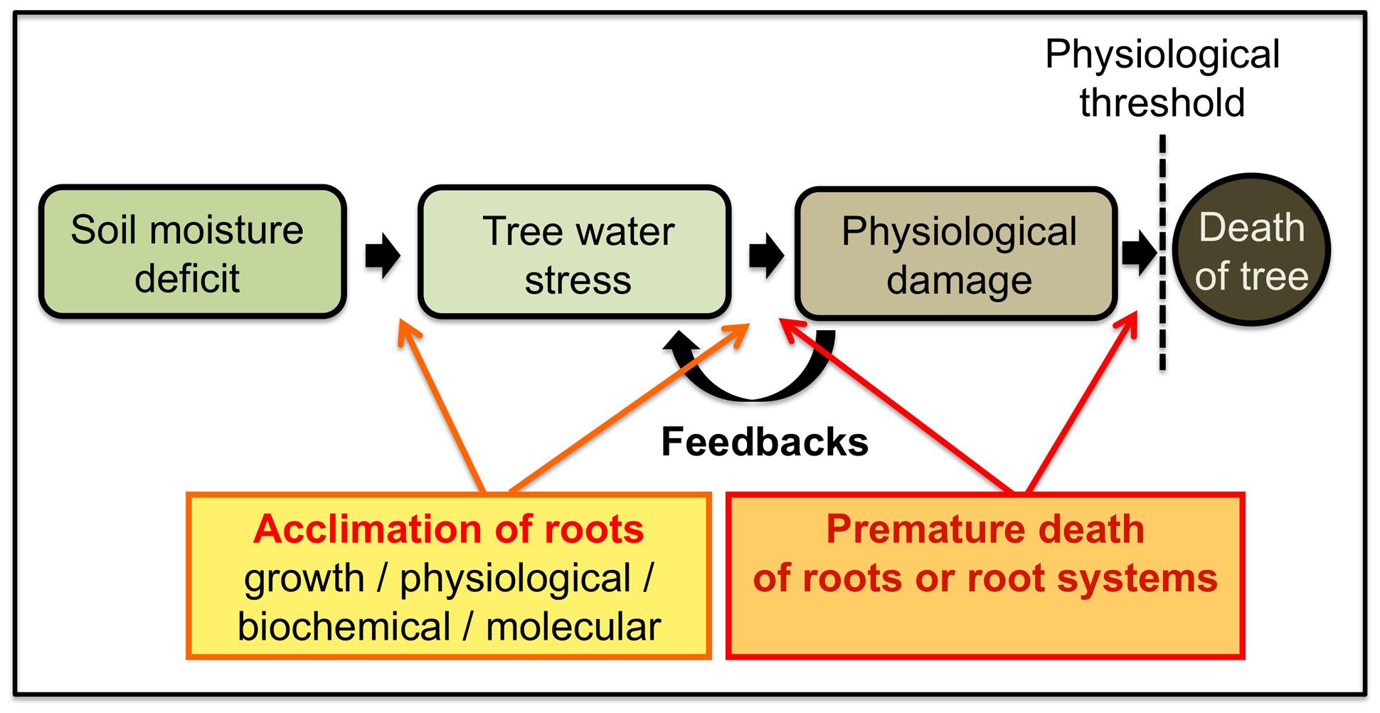 What are the two main functions of roots?