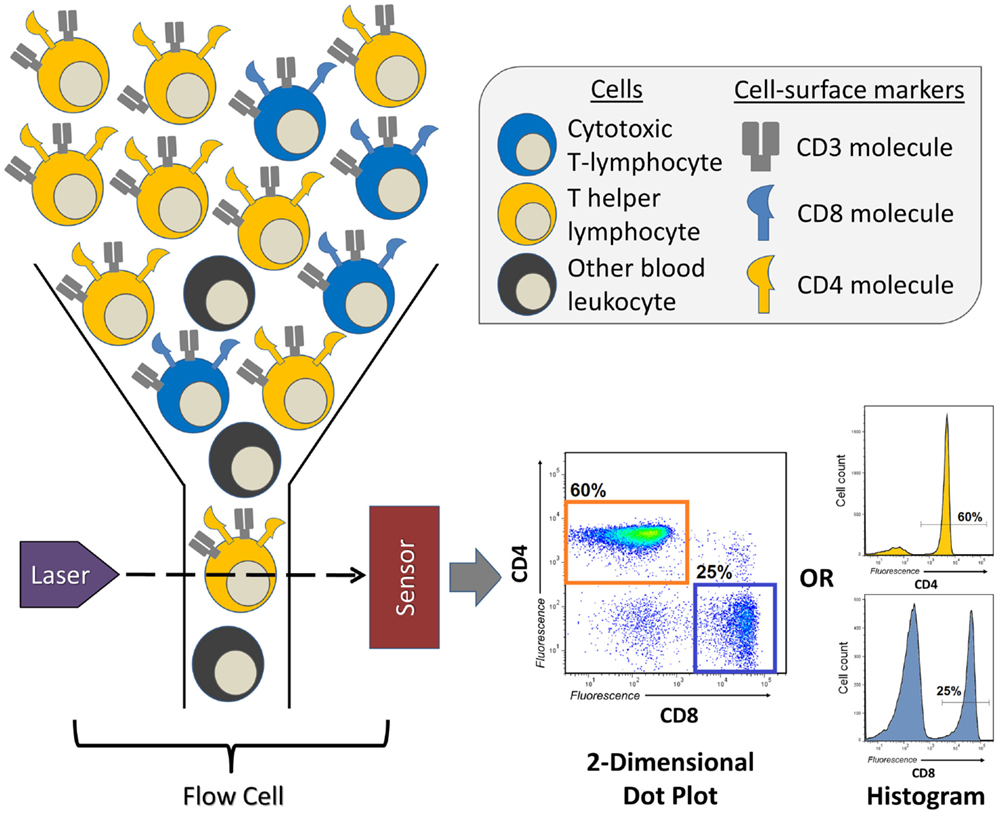 Flow Cytometry Analysis A C Apoptosis Analysis Using Annexin
