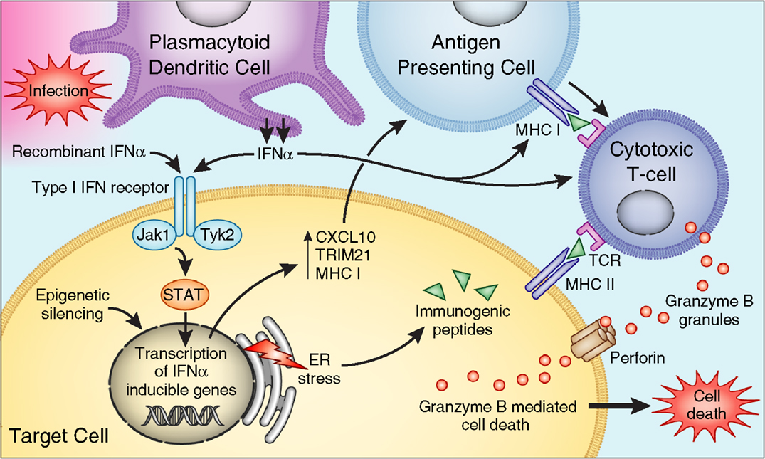 Frontiers Diabetes And Hepatitis C A Two Way Association Diabetes