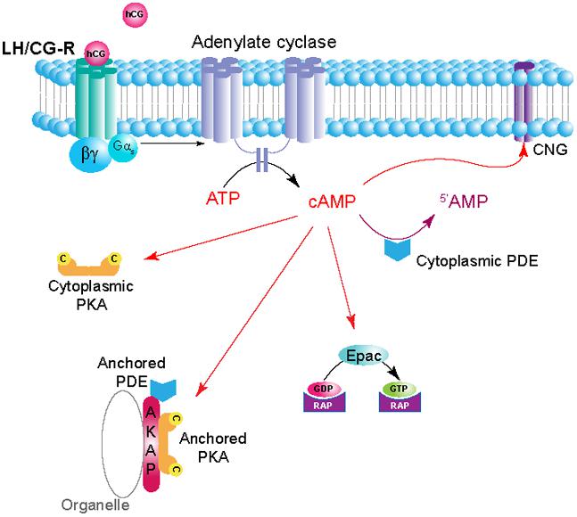 shop toll like receptors roles in