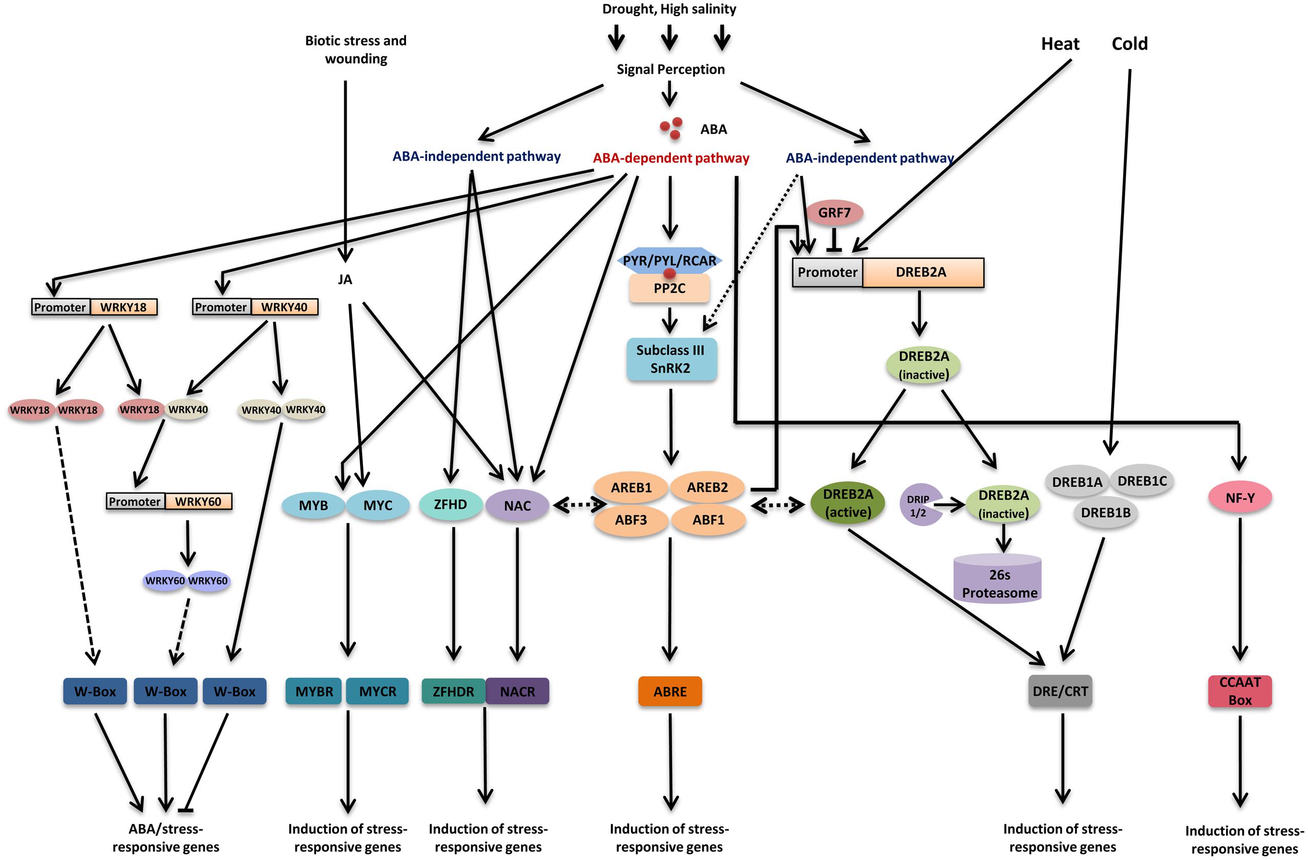 Frontiers The Plant Heat Stress Transcription Factors Hsfs