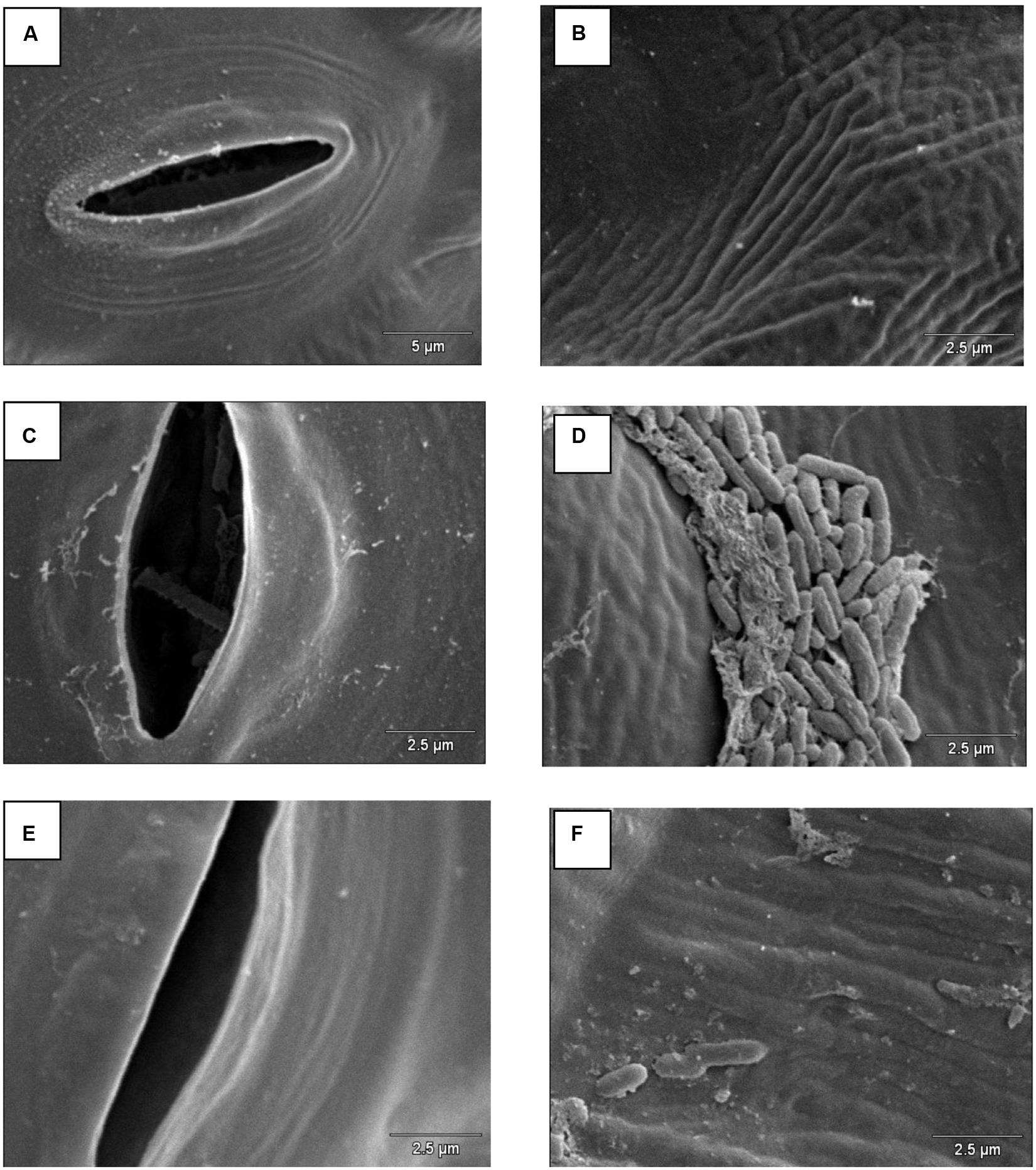 Salmonella phd thesis