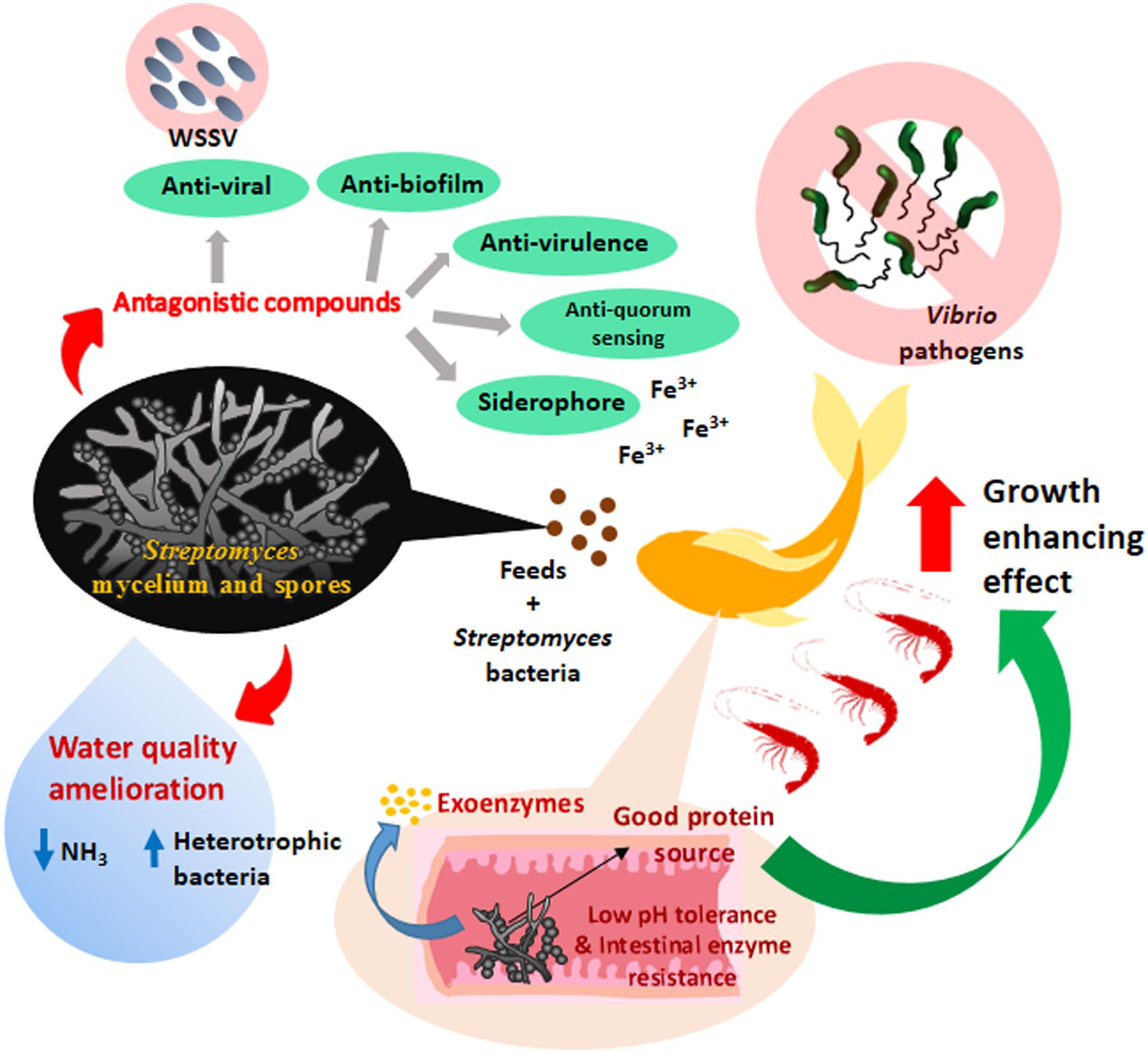 bacterial activity synonym bacterial activity synonym
