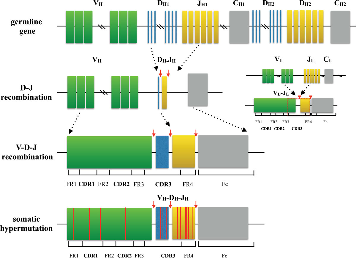 immune repertoire sequencing immune repertoire sequencing