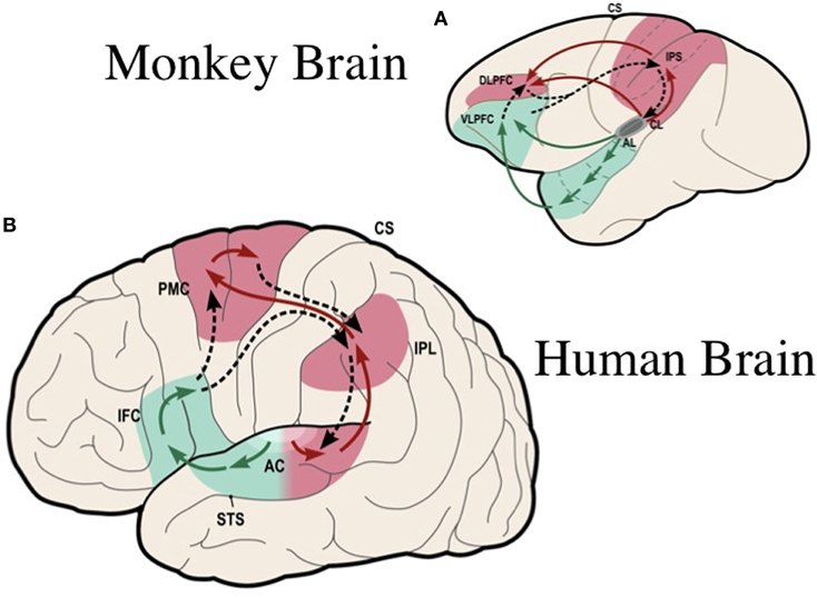 Frontiers | Ventral and dorsal streams in the evolution of speech and
