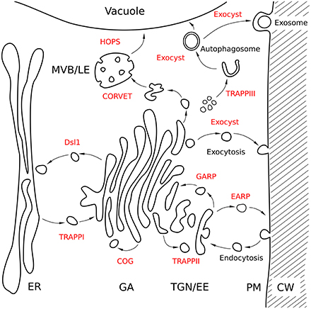 Cheap write my essay visualization of the exocyst complex dynamics at the plasma membrane of arabidopsis thaliana