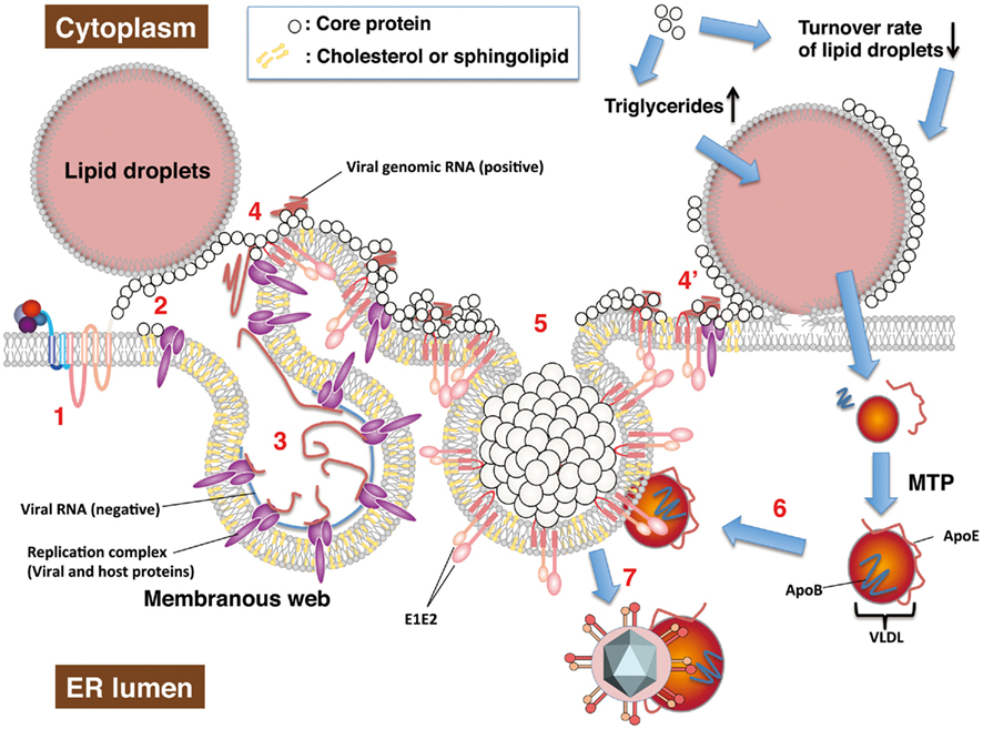 fruit ripening physiology signalling