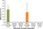 chemosynthetic, characterization of chemosynthetic microbial mats associated