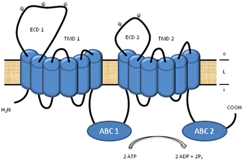 Steroid binding domain