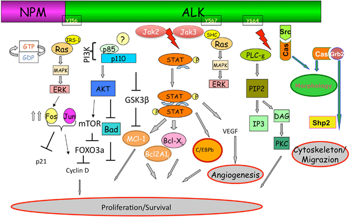 Frontiers Alk Signaling And Target Therapy In Anaplastic Large Cell