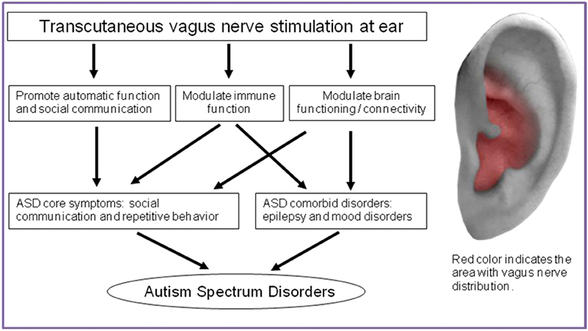 Frontiers | Transcutaneous Vagus Nerve Stimulation: A Promising Method