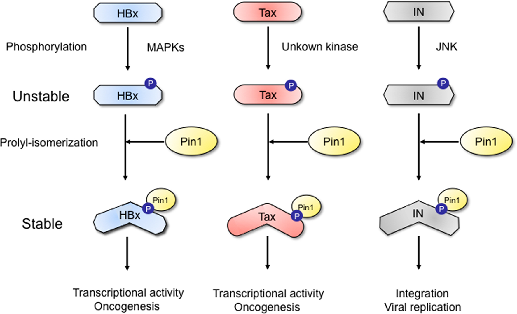 Viral Regulatory Proteins