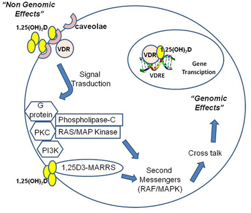 Genomic steroid hormone action