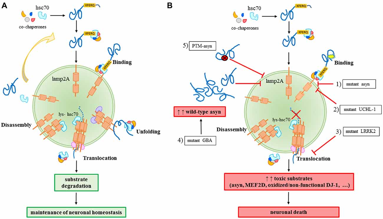 chaperone mediated autophagy 2019 chaperone mediated autophagy 2019