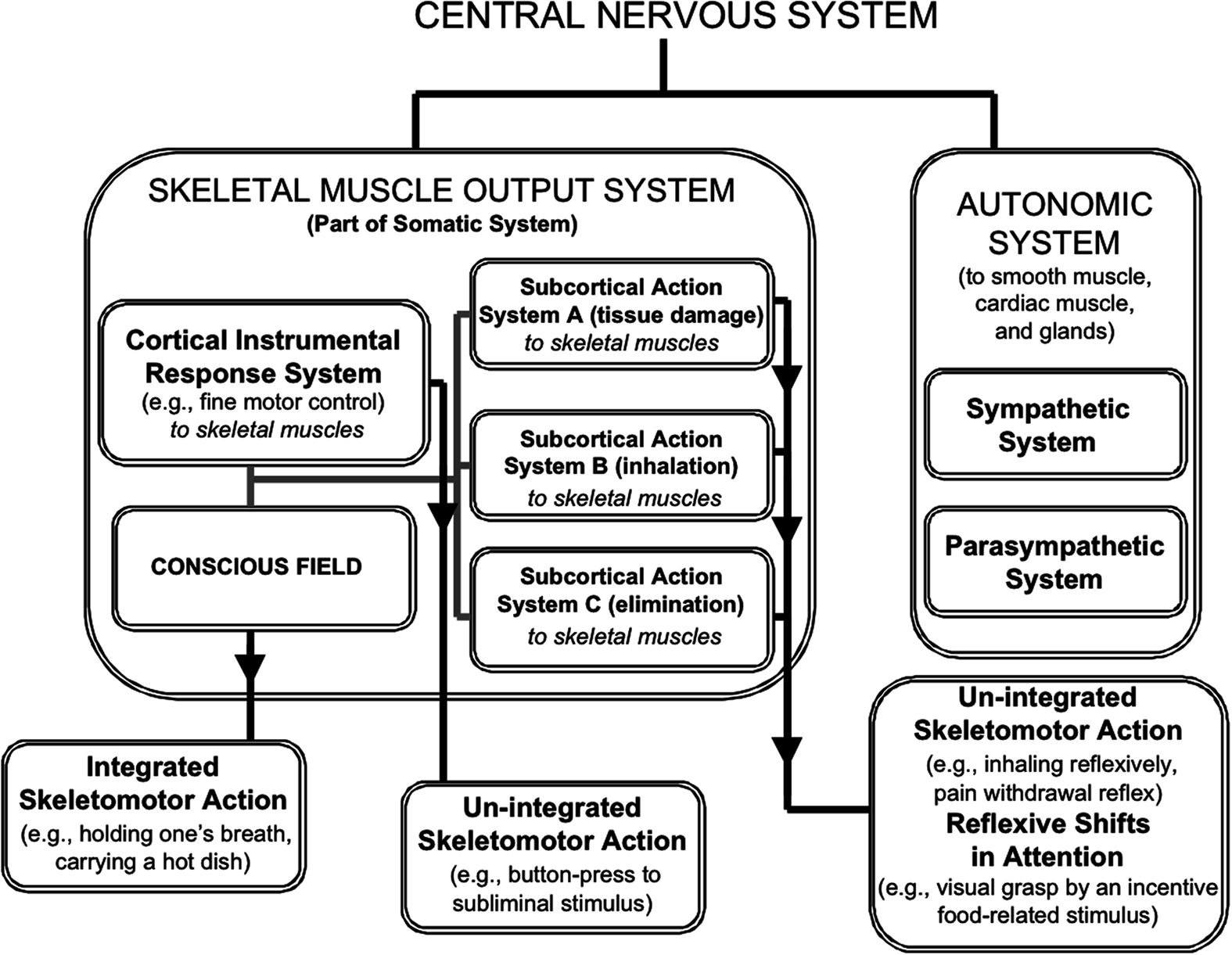 Major Concepts Of Muscular Systems 24