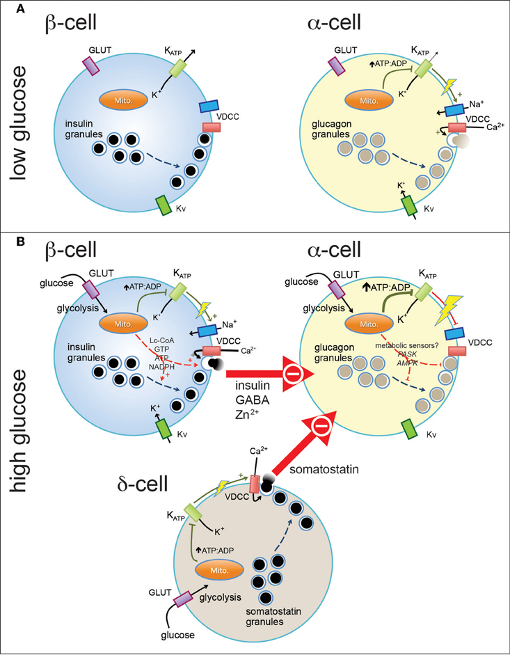 Glucagon Secreting Cells Alpha Cells Pancreatic Pancreatic Alpha Cells