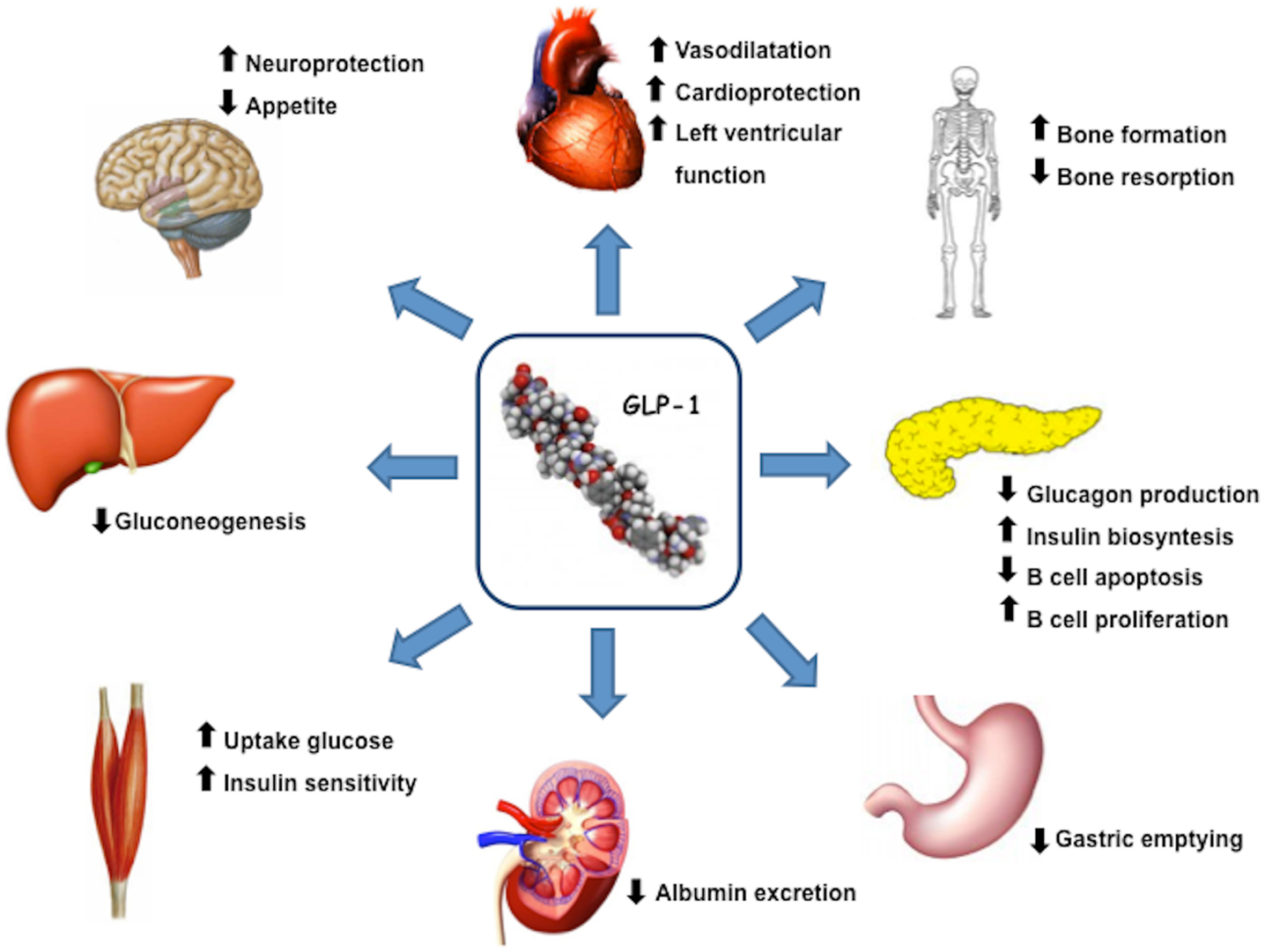 Frontiers | Beyond Glycemic Control in Diabetes Mellitus: Effects of