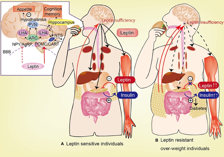 Frontiers | The role of leptin in the control of insulin-glucose axis