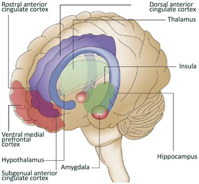 http://www.frontiersin.org/files/Articles/40165/fnbeh-07-00039-HTML/image_m/fnbeh-07-00039-g001.jpg