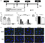 dendriticcell,myeloidcell dendritic cell targeting using a dna vaccine induces specific