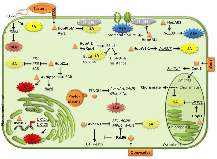 STEROID HORMONE METABOLISM - GFMER