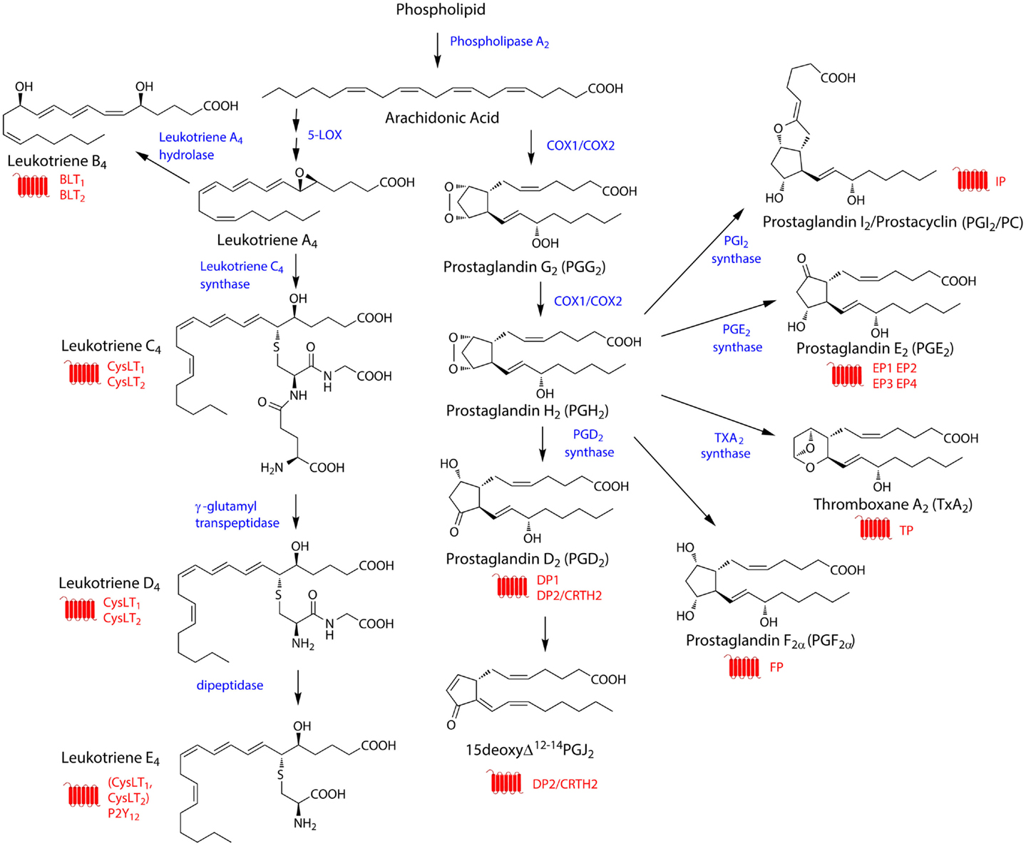 shop molecular pharmacology from dna to drug